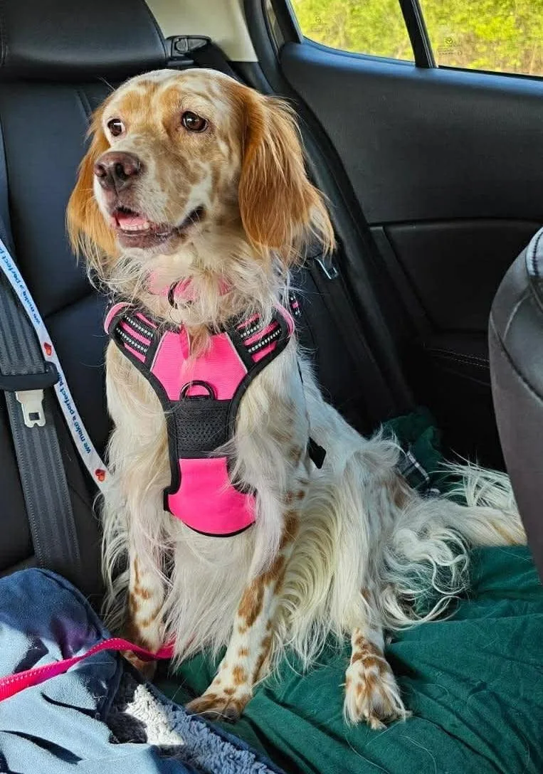 A young medium-sized female English Setter dog named Peggy for adoption in East China, MI