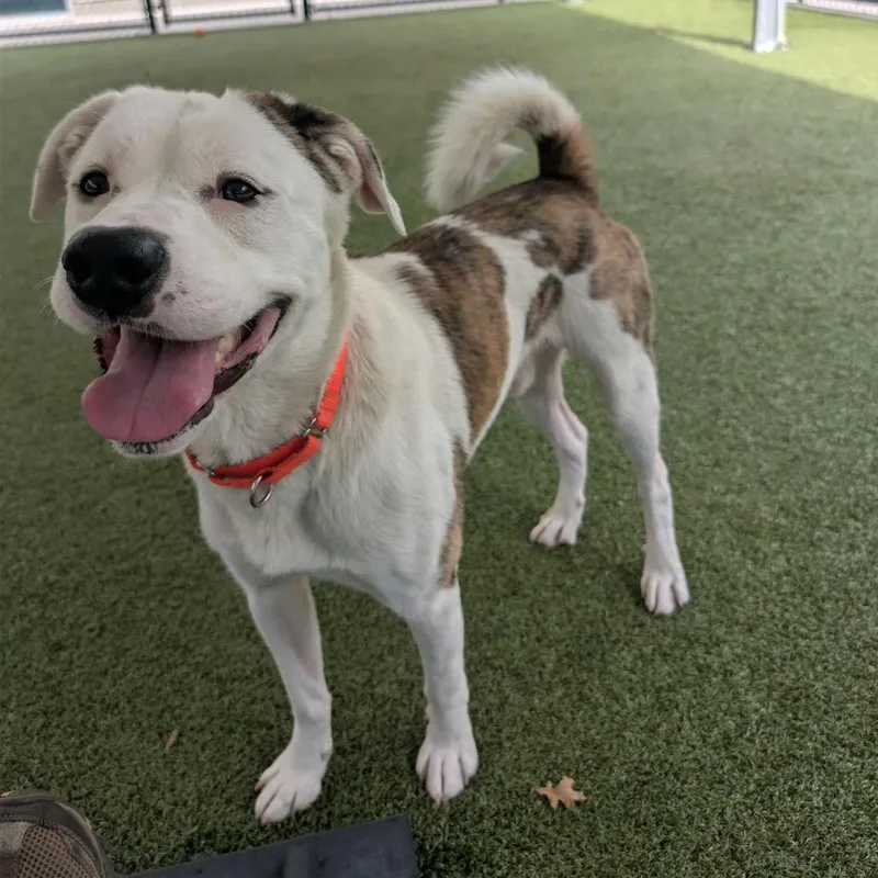 An adult medium-sized male Mixed Breed dog named Flanagan for adoption in Greensboro, NC