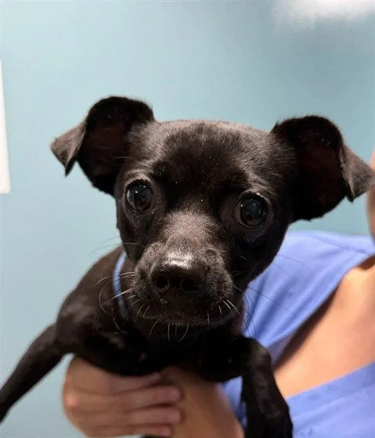 A young small-sized male Chihuahua dog named Toto for adoption in Washington, DC