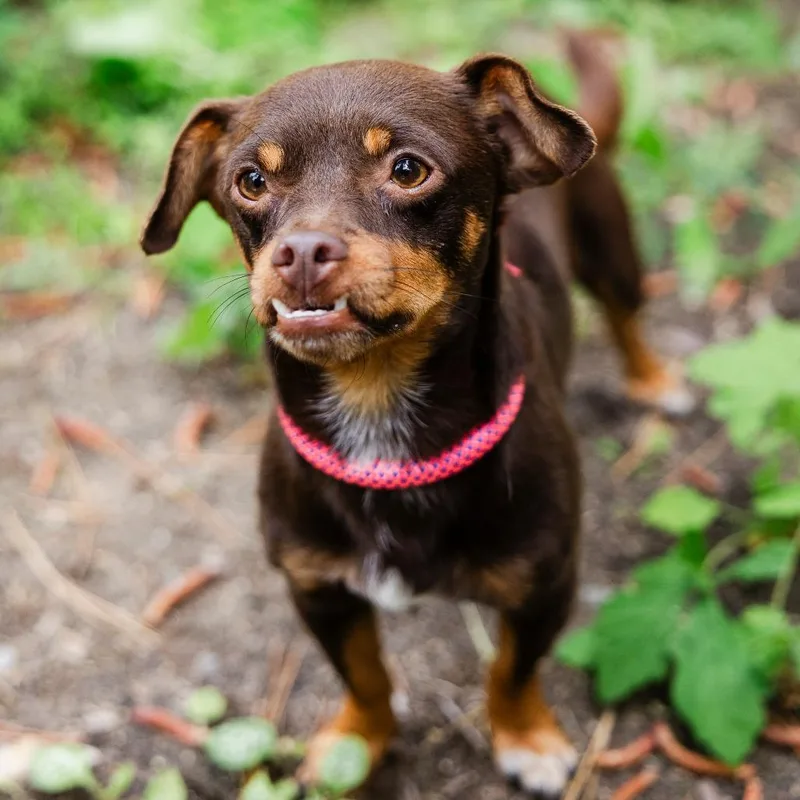 An adult small-sized male Red / Chestnut / Orange Chihuahua dog named Sherlock Bones for adoption in Incline Village, NV