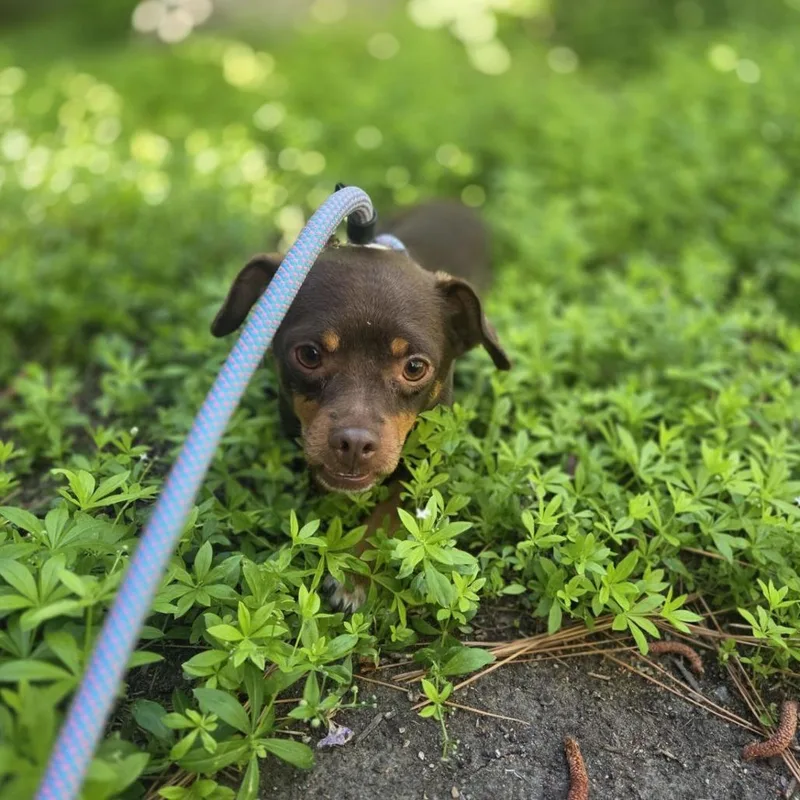 Sherlock Bones thumbnail 6