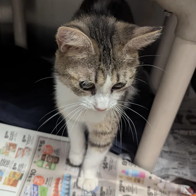 An adult large-sized female Tabby (Brown / Chocolate) Domestic Short Hair cat named Laura for adoption in Springfield, IL