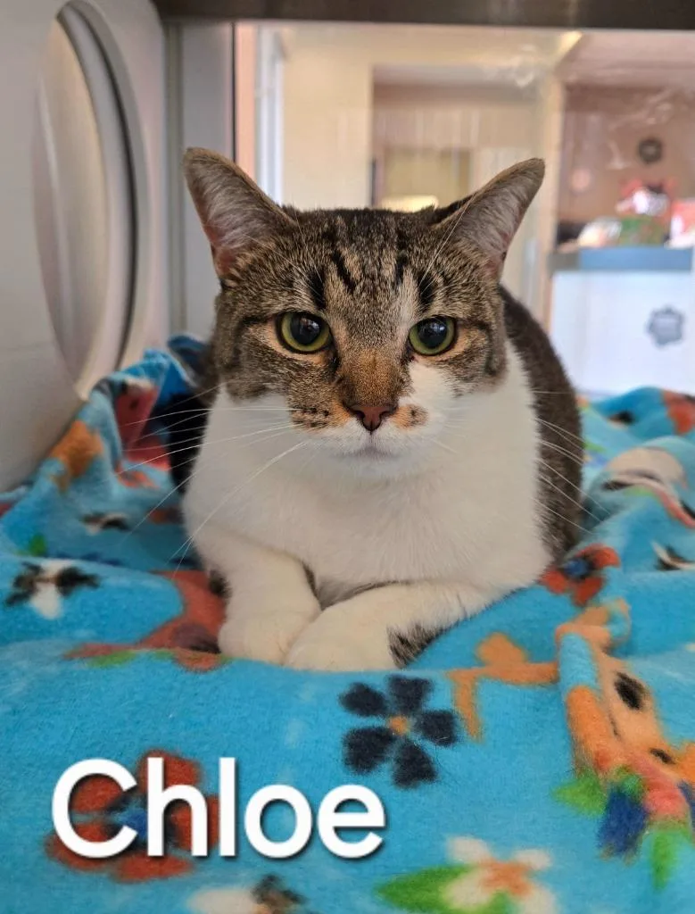 A young large-sized female Domestic Short Hair cat named Chloe for adoption in Sidney, OH