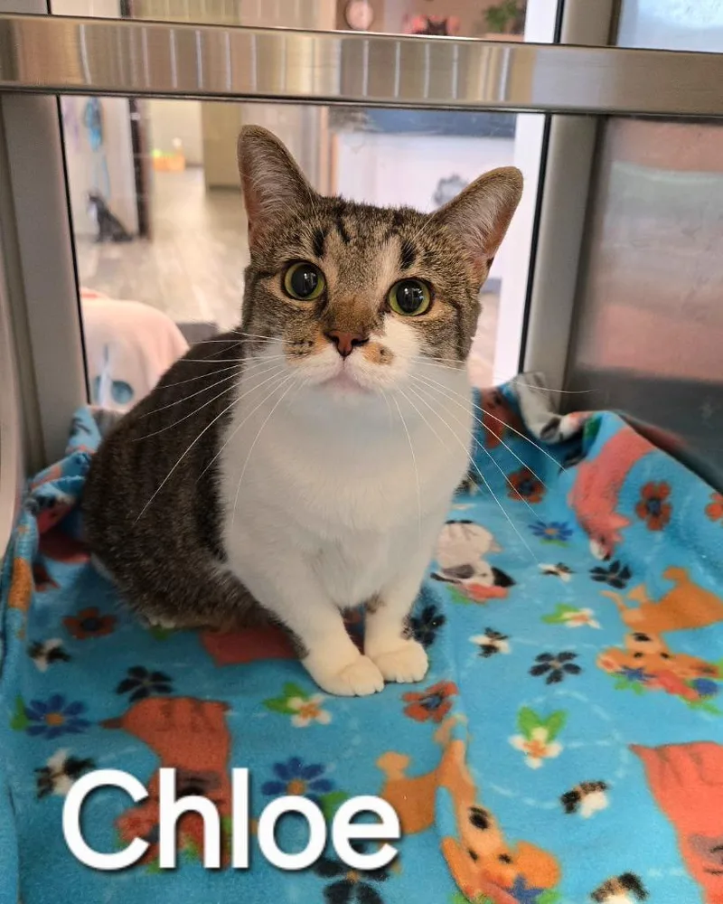 Chloe thumbnail 2
