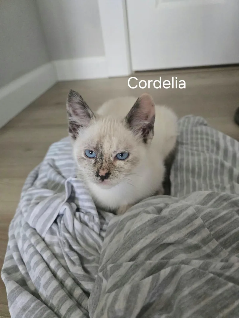 A baby medium-sized female Siamese cat named Cordelia for adoption in Ephrata, WA