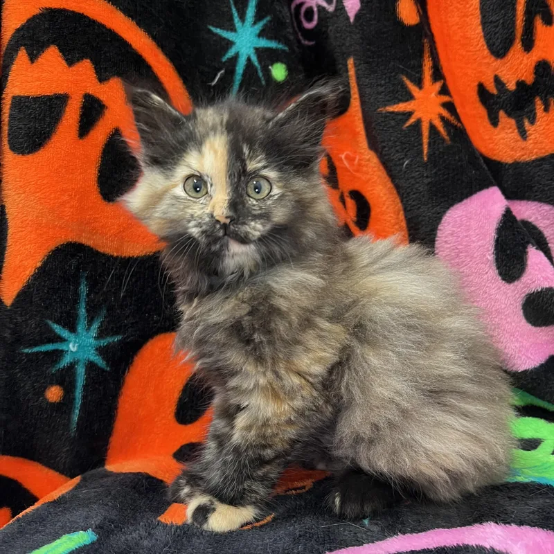 A baby medium-sized female Domestic Long Hair cat named Oriole for adoption in Fairmont, MN