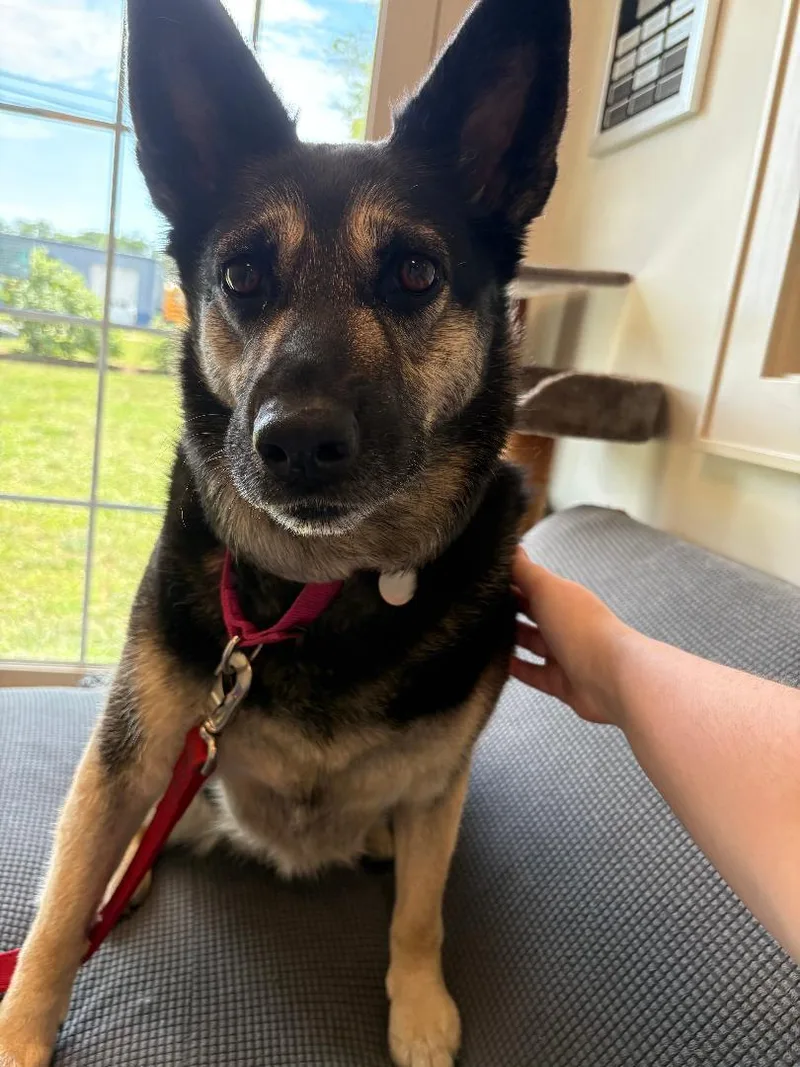 An adult medium-sized female Bicolor Shepherd dog named Azula for adoption in New Milford, CT