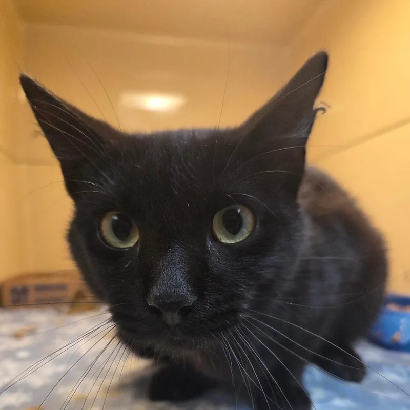 An adult medium-sized male Black Domestic Short Hair cat named Merlin for adoption in Beckley, WV