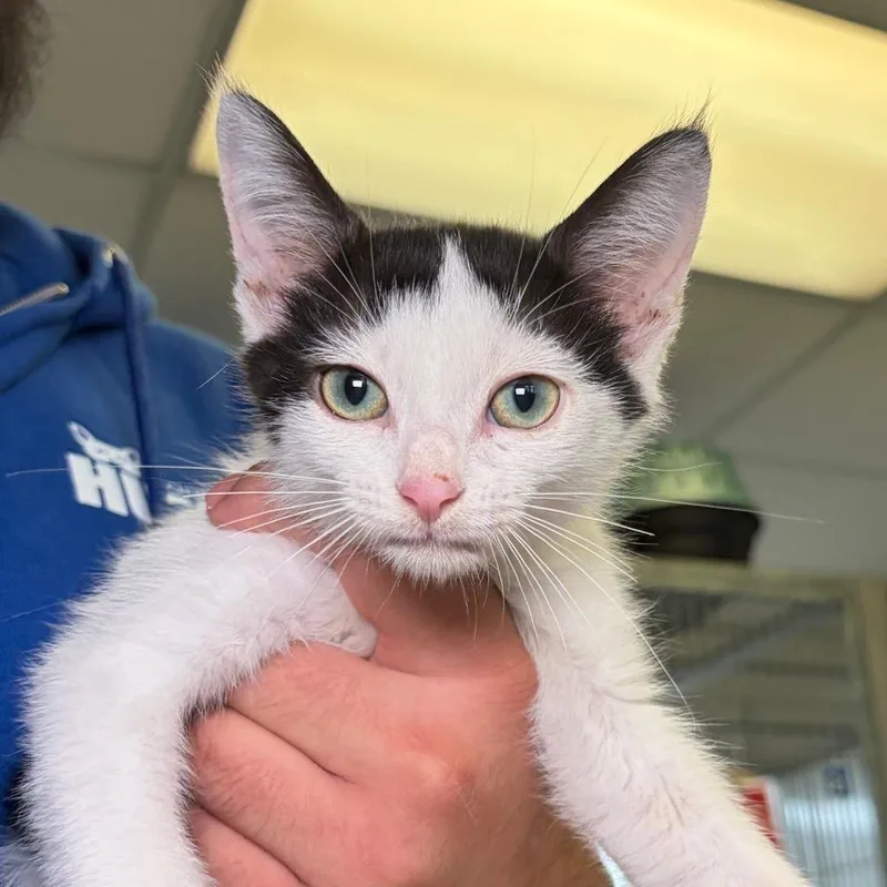 A baby small-sized male Black Domestic Medium Hair cat named Ocean for adoption in Santa Barbara, CA