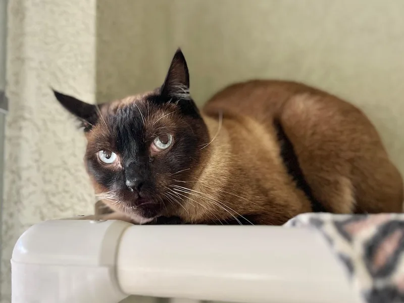 An adult medium-sized male Brown / Chocolate Domestic Short Hair cat named Adam for adoption in Boise, ID