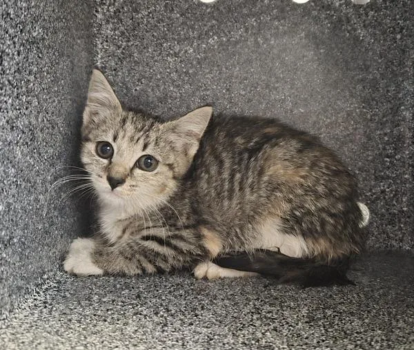 A baby small-sized female Domestic Short Hair cat named Cardamom for adoption in New York, NY