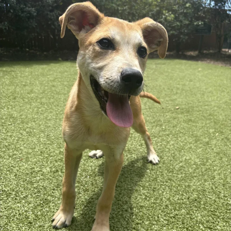 A young medium-sized male Labrador Retriever dog named Oakley for adoption in Hilton Head Island, SC