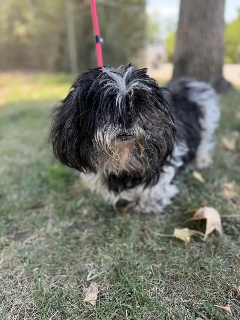 Oreo