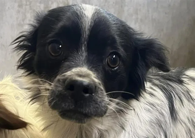 A young small-sized male Terrier dog named Oscar for adoption in San Martin, CA