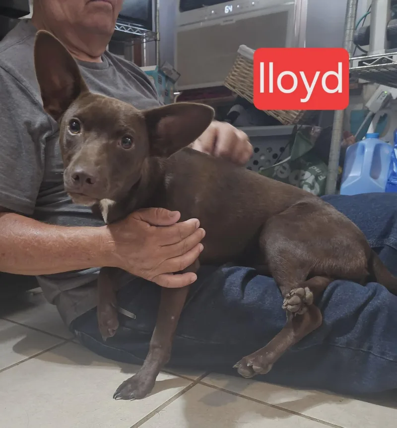 Lloyd