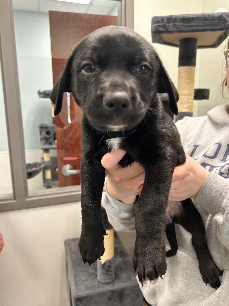 A baby small-sized female Labrador Retriever dog named Catherine for adoption in Gautier, MS