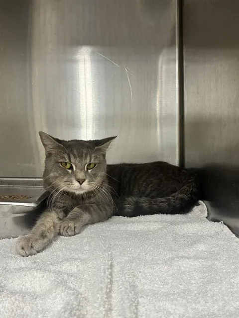 A young medium-sized female Domestic Short Hair cat named A for adoption in Upper Marlboro, MD