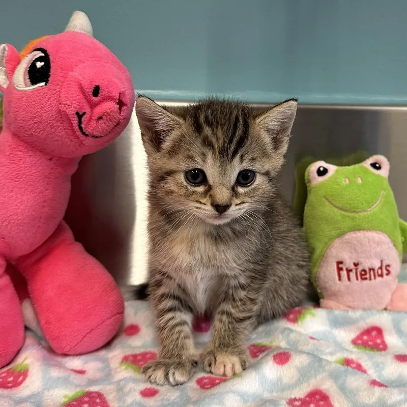 A baby small-sized female Brown / Chocolate Domestic Short Hair cat named Moon for adoption in Mount Vernon, IN