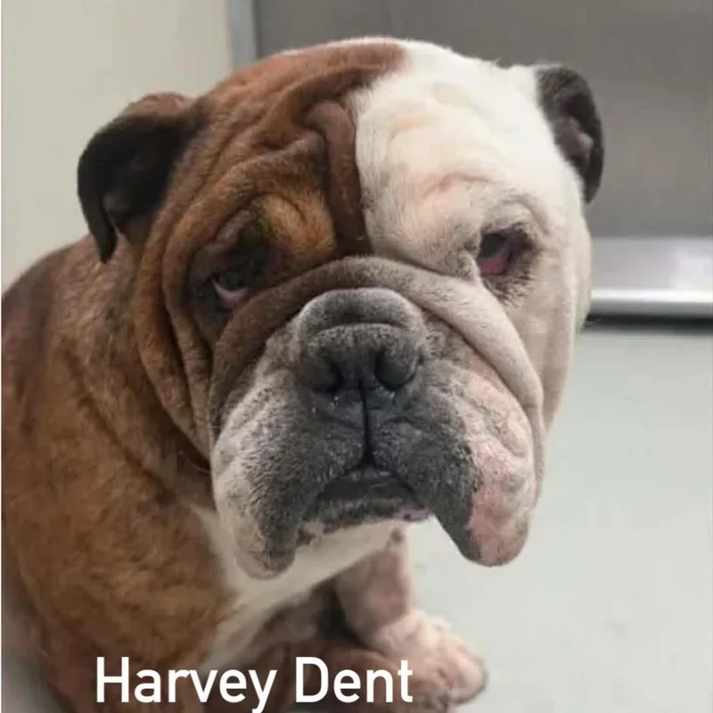 An adult medium-sized male Brown / Chocolate American Bulldog dog named Harvey Dent for adoption in Spring Hill, KS