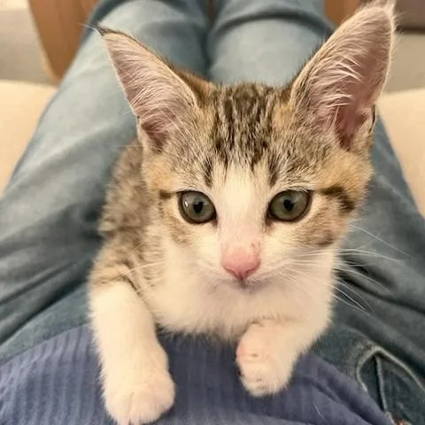 A baby small-sized female White Domestic Short Hair cat named Mango for adoption in San Diego, CA