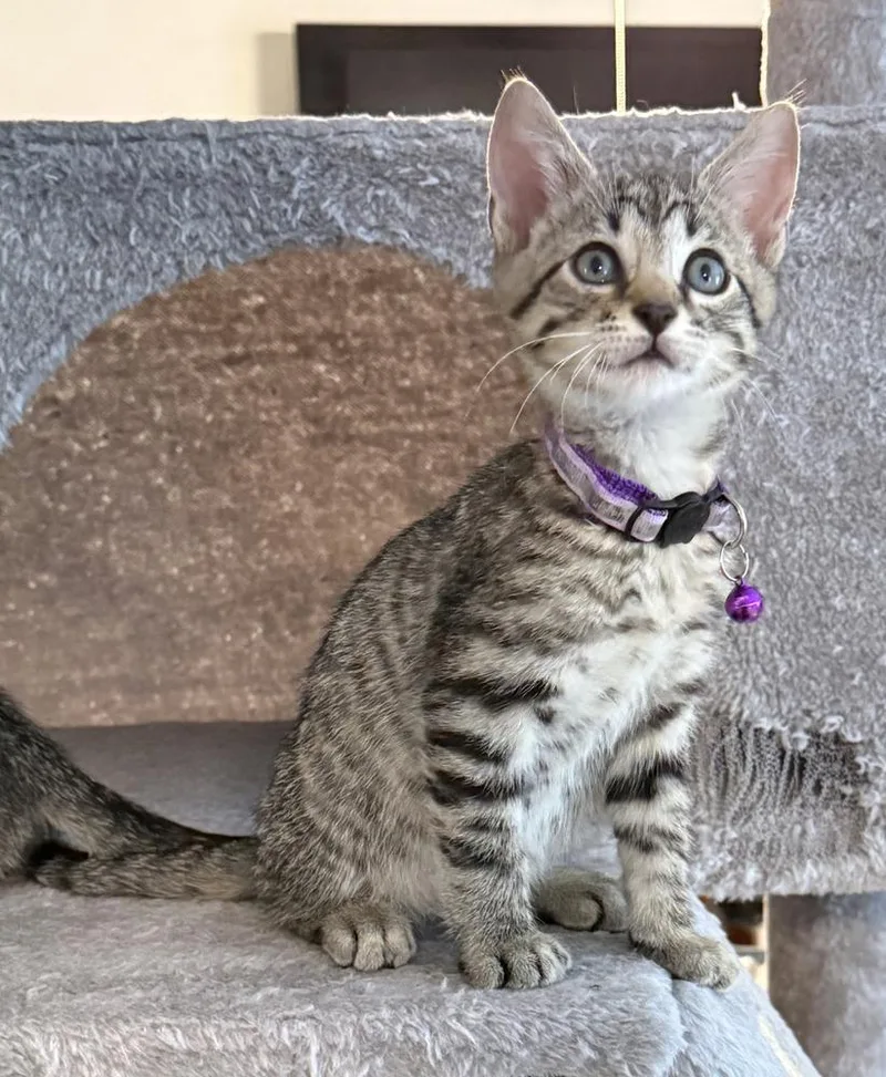 A baby small-sized male Tabby (Brown / Chocolate) Domestic Short Hair cat named Mr Sweetie Pie for adoption in Bossier City, LA