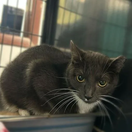 It's A Trap thumbnail 2