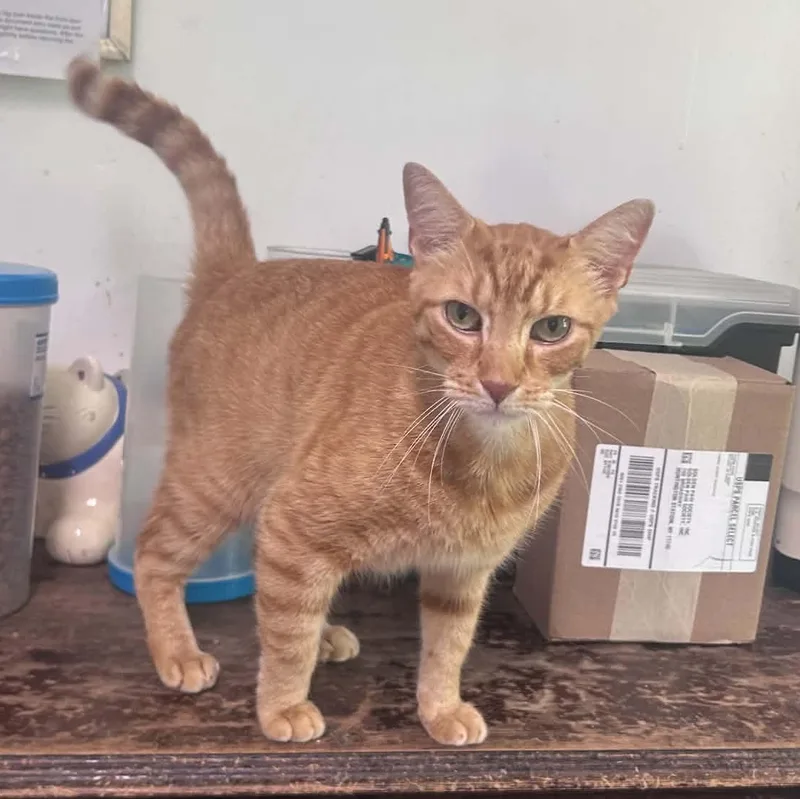 An adult large-sized male Tabby (Orange / Red) Domestic Short Hair cat named Stanley for adoption in Huntington, NY