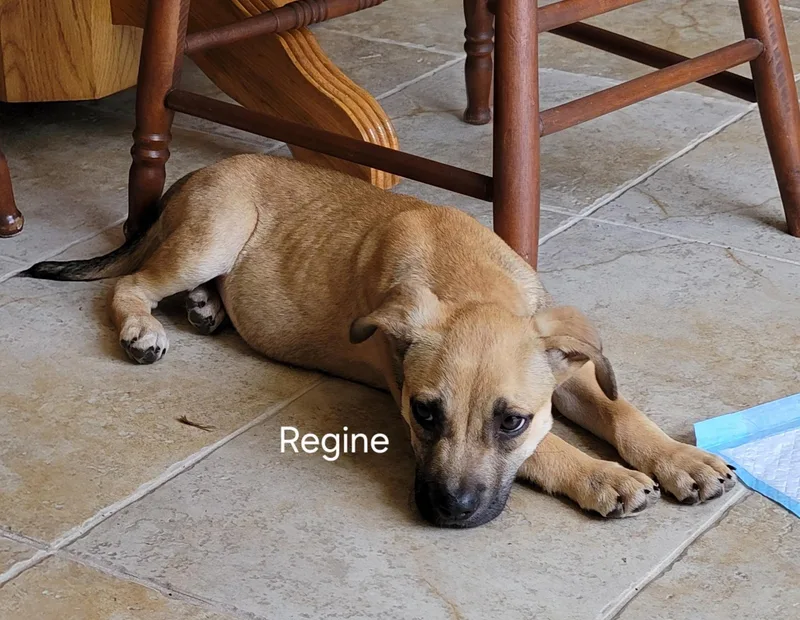 Regine thumbnail 3