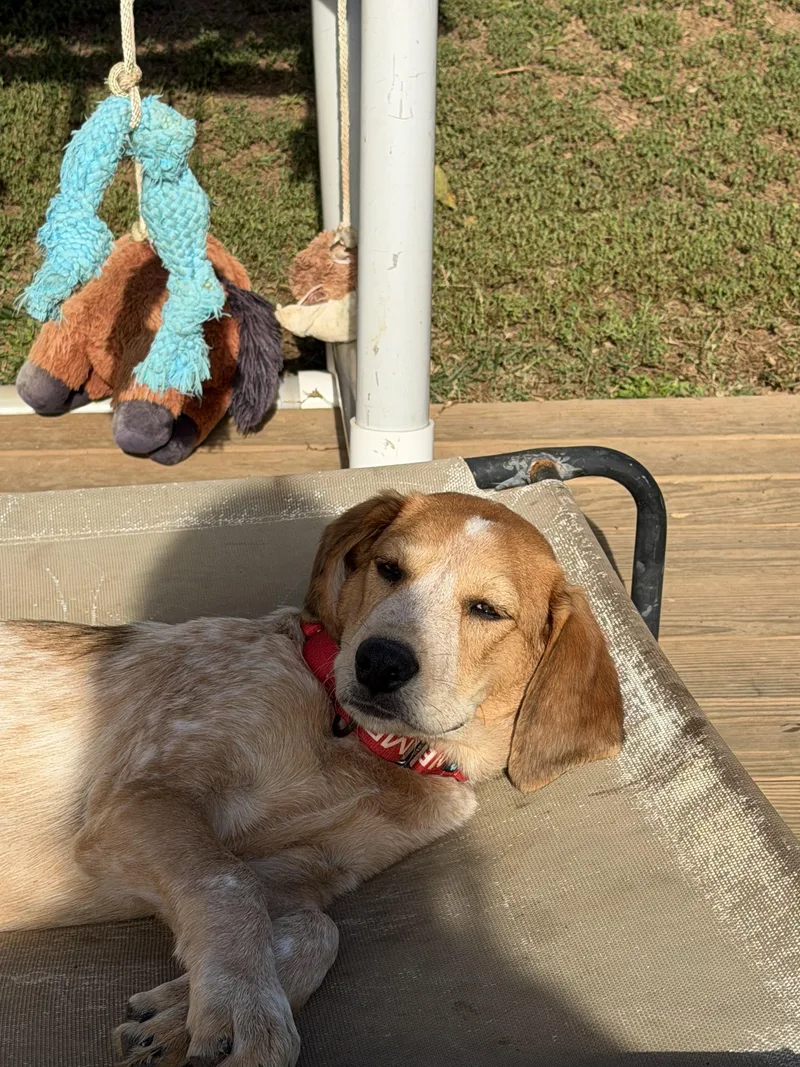 A baby large-sized female Hound dog named Coral for adoption in Stuarts Draft, VA