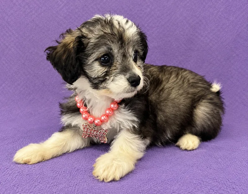A baby small-sized female Black Poodle (Toy) dog named Lemon for adoption in Lodi, CA