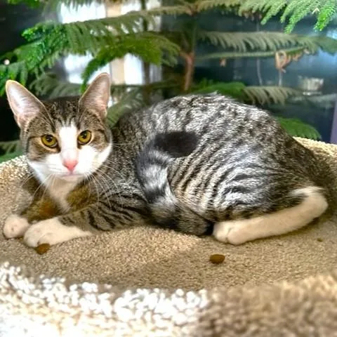 Tangy  Terrific Tiger! thumbnail 5