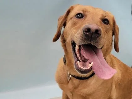 An adult large-sized female Labrador Retriever dog named Kai for adoption in Coon Rapids, MN