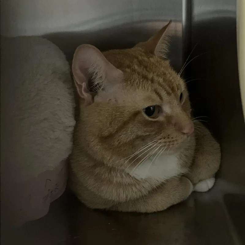 An adult medium-sized male Orange / Red Domestic Short Hair cat named GatsbySNAP for adoption in Westport, CT