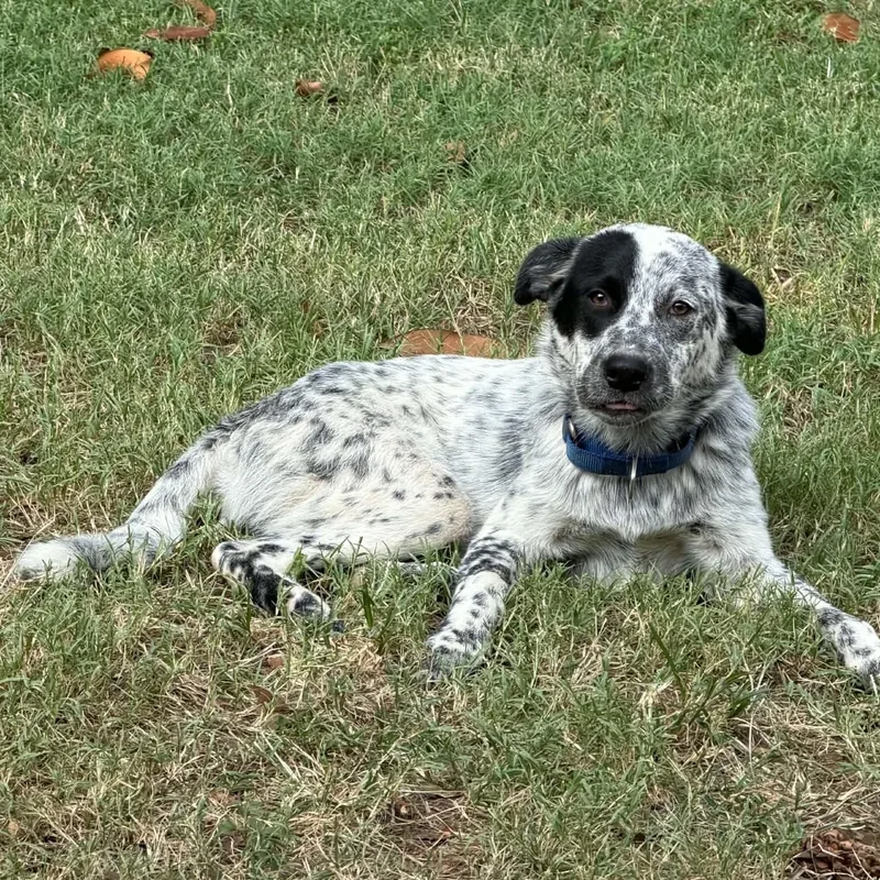 A baby medium-sized male Australian Cattle Dog / Blue Heeler dog named Patches for adoption in Houston, TX