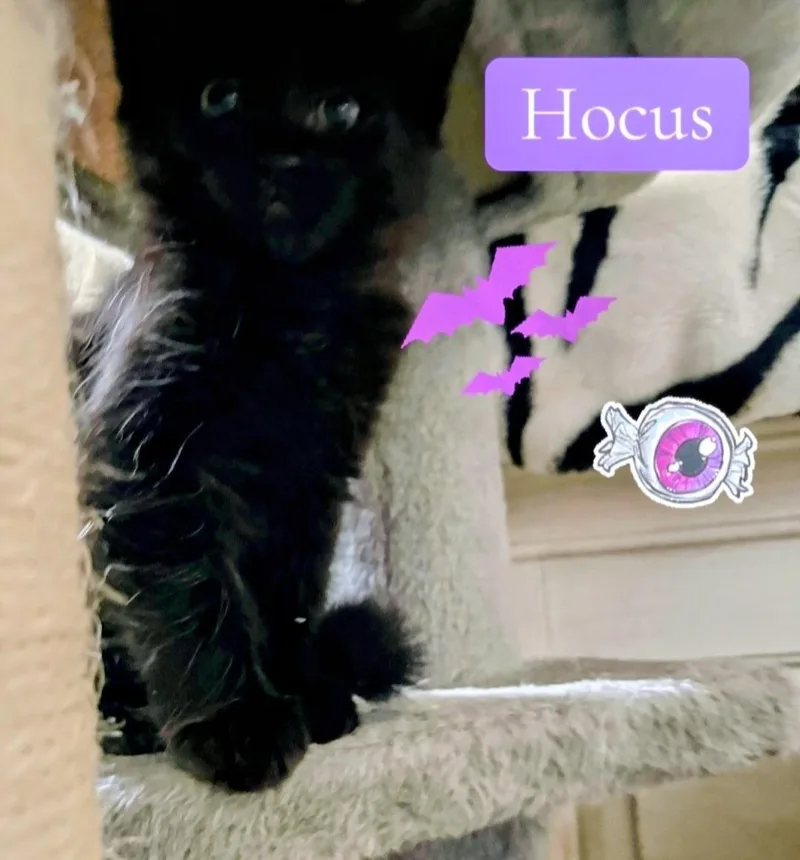 A baby medium-sized female Domestic Medium Hair cat named Hocus for adoption in Reno, NV
