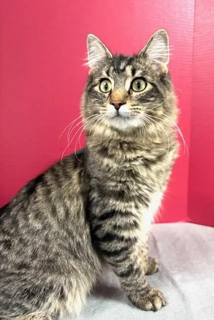 Leprechaun thumbnail 2