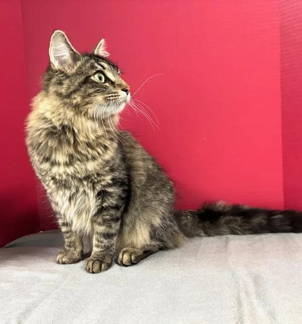 Leprechaun thumbnail 3