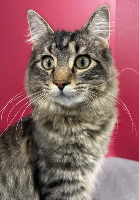 Leprechaun thumbnail 4