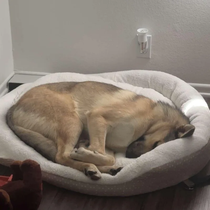 A baby large-sized male Carolina Dog dog named Bandit for adoption in Torrance, CA
