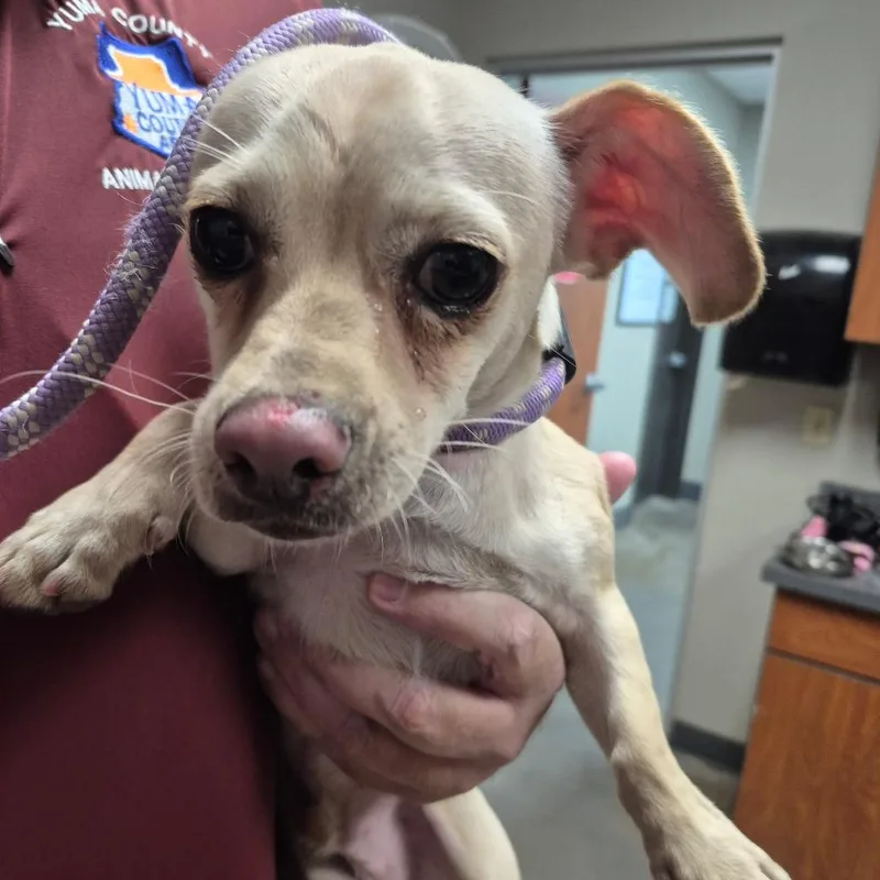 An adult small-sized male White / Cream Chihuahua dog named Rudolf for adoption in Yuma, AZ
