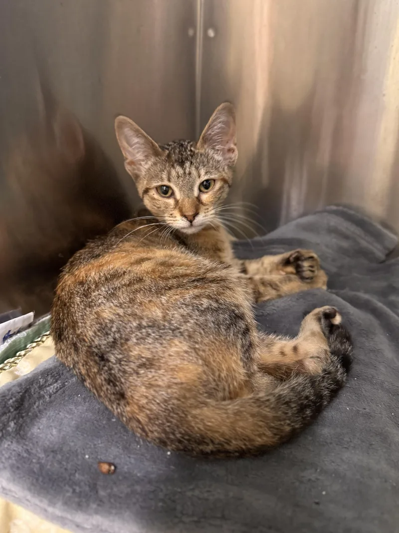A baby medium-sized male Tabby (Brown / Chocolate) Domestic Short Hair cat named Catviar for adoption in Midland, MI