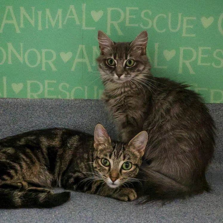 A young medium-sized female Gray / Blue / Silver Domestic Long Hair cat named Angel for adoption in Bradenton, FL