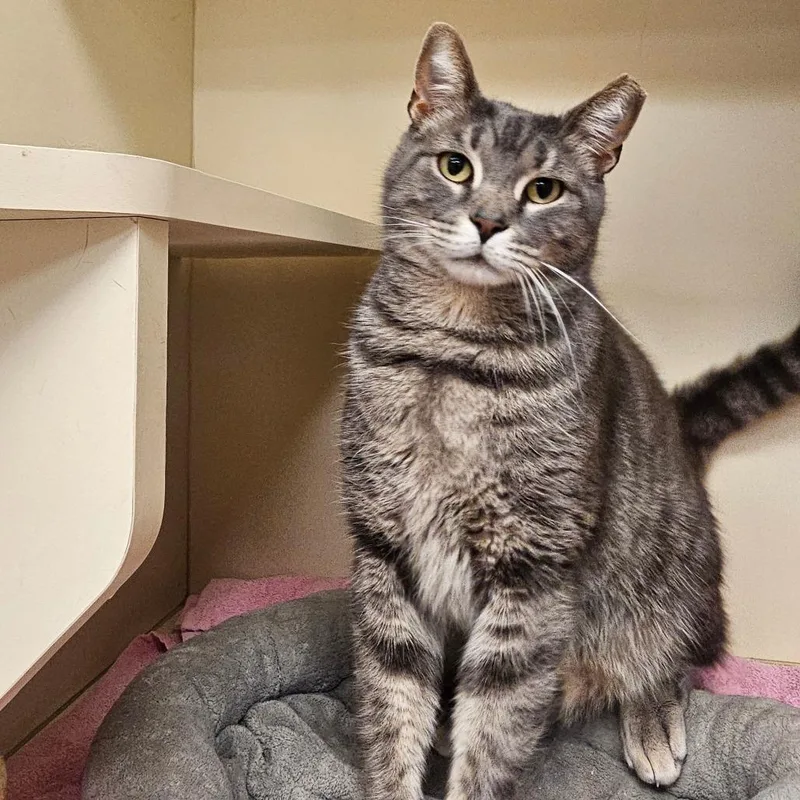 Mr. Piggles thumbnail 3