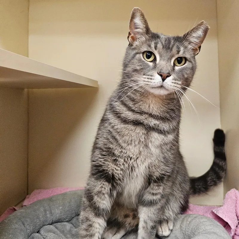 Mr. Piggles thumbnail 4