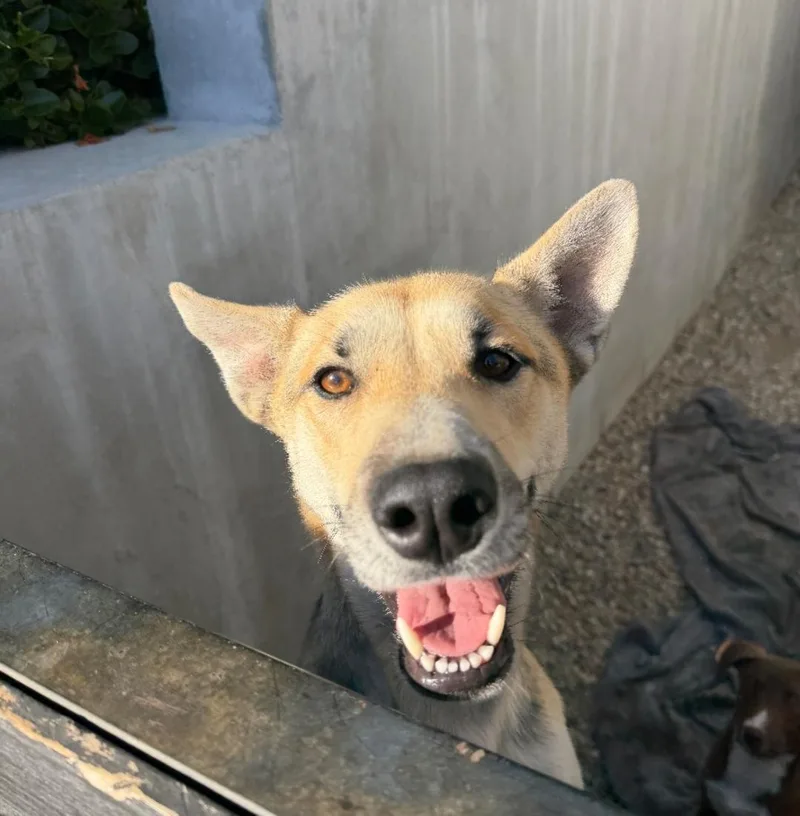 A young medium-sized female Yellow / Tan / Blond / Fawn Shepherd dog named Mama Vanilla for adoption in Frazier Park, CA