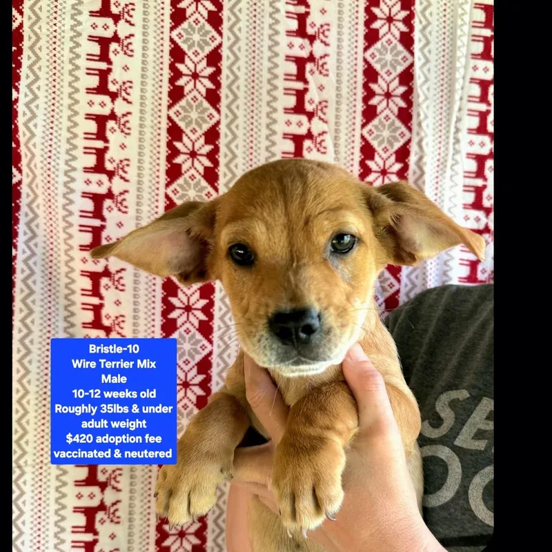 A baby medium-sized male Wirehaired Dachshund dog named Bristle for adoption in Oviedo, FL