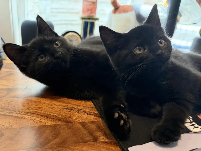 A baby medium-sized male Black Domestic Short Hair cat named Vincent for adoption in Dublin, OH
