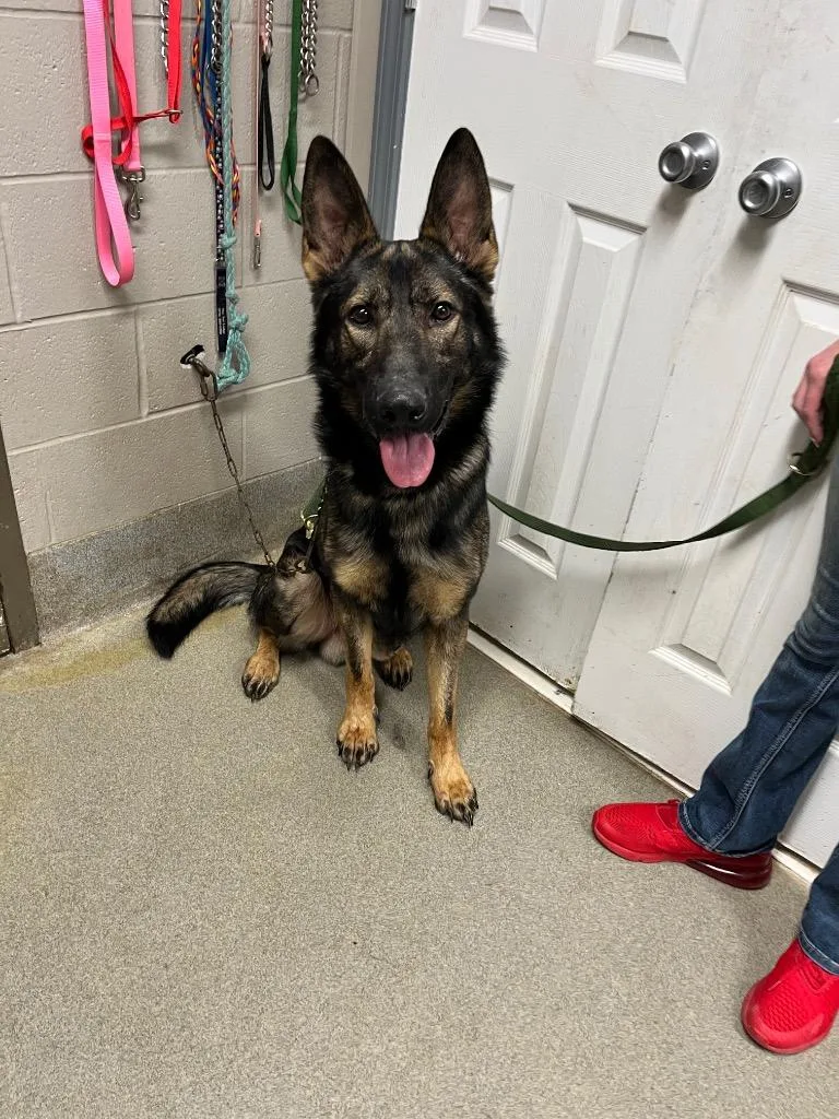An adult large-sized male German Shepherd Dog dog named Jake for adoption in Hopkinsville, KY