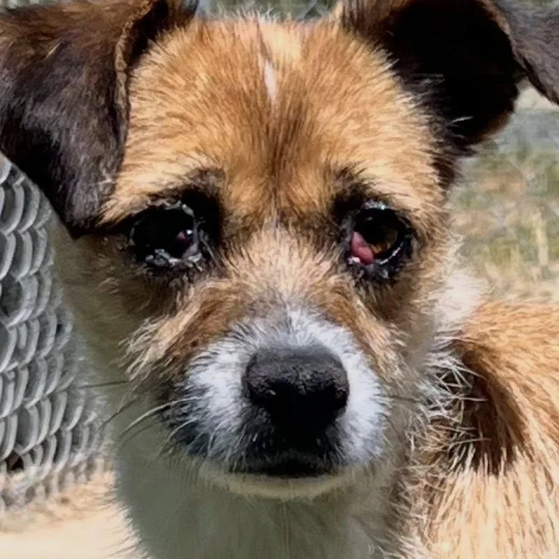 A young medium-sized female Terrier dog named Lotus for adoption in Agua Dulce, CA
