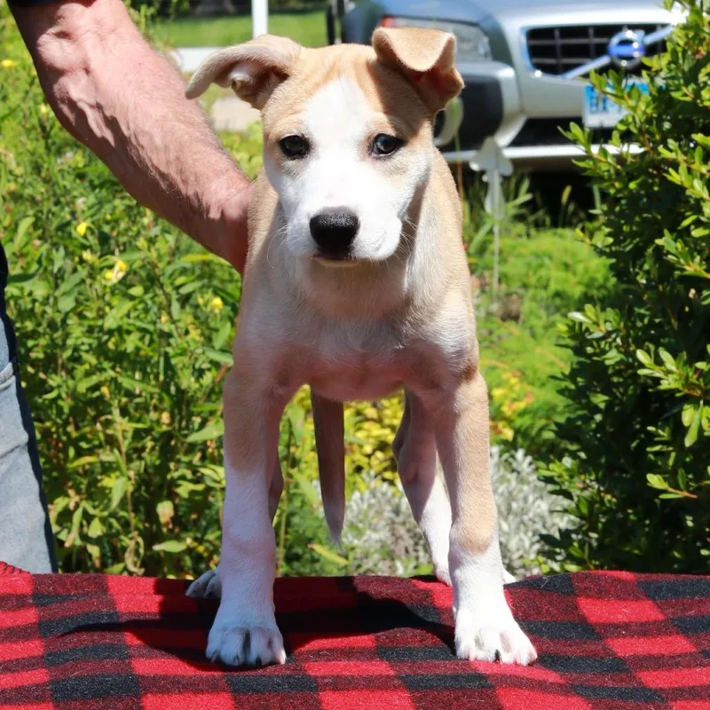A baby medium-sized female Yellow / Tan / Blond / Fawn Terrier dog named CT Pixie for adoption in Stormville, NY